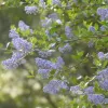 A close-up of purple floral clusters from the Ceanothus oliganthus plant, surrounded by green leaves, with a soft-focus natural background.