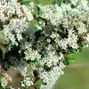 Close-up of dense clusters of small white flowers of Ceanothus verrucosus, surrounded by dark green leaves.