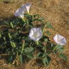 Cluster of Datura wrightii plants with pale lavender trumpet-shaped flowers and dark green leaves, set against dry grass.