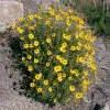 A bush of yellow California encelia flowers in a dry, natural habitat.