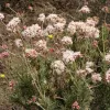 A bushy California buckwheat plant with clusters of light pink flowers and narrow green leaves in a natural, earthy setting.