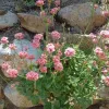 A cluster of pink Eriogonum grande rubescens flowers growing among grey stones, showcasing green leaves and a bushy appearance.