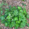 A cluster of Heuchera maxima plants with glossy green leaves and small white flowers, set against a background of brown mulch and dried leaves.