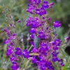 A green hummingbird hovers among clusters of bright purple Penstemon spectabilis flowers.