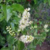 A close-up of Prunus ilicifolia flowers with creamy white petals and yellow centers, surrounded by glossy green, serrated leaves.
