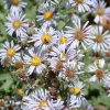 A cluster of purple Symphyotrichum chilensis flowers with yellow centers, surrounded by green foliage.
