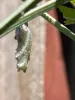 Papery thin structure containing changing caterpillar.