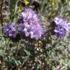 Native-CA-Lacy-Phacelia-MG-Ying-Chen