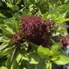 A dense cluster of Cardinal basil plants with glossy green leaves and rich purple flowers.