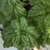 Close-up view of lush green basil leaves with glossy, textured surfaces and prominent veins.