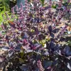 A bushy Purple Opal basil plant with deep purple leaves and clusters of small purple flowers, set against a blurred garden background.