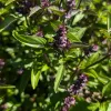 Close-up of a Sweet Thai basil plant with glossy green leaves and spiky purple flowers.