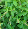 A dense cluster of green Tulsi (Holy Basil) leaves with elongated flower spikes displaying small purple blooms.