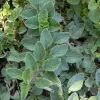 A close-up view of lush green oregano leaves with a textured surface, showcasing a variety of sizes and shapes among the foliage.