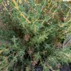 Dense cluster of green thyme leaves with some darker, withered parts, showcasing a healthy growth pattern.