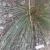 A close-up of a common rush plant with long, thin leaves spread outwards from the center, surrounded by mulch and fallen leaves. A white label with text is visible at the bottom.
