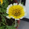 A close-up of a Tidy Tips flower with yellow petals that have white tips and a yellow center, surrounded by green foliage.