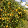 A dense cluster of Sticky Monkey Flower plants with bright yellow trumpet-shaped flowers amidst green, glossy foliage in an outdoor setting.