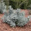 A bushy group of silvery-gray California white sage plants growing over a bed of wood chips in a landscaped area.