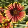 Close-up of a brightly colored Indian blanket flower, with red-orange petals tipped in yellow surrounding a dark brown center.