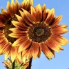 Two vibrant sunflowers with golden-yellow and orange petals stand against a clear blue sky, showcasing textured dark centers.