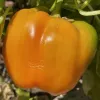 Close-up of a glossy orange bell pepper hanging from a green stem, with a gradient color transitioning from orange to yellow-orange.