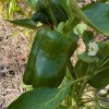 Close-up of green bell peppers on a plant, surrounded by dark green leaves and a light-colored flower, set in a garden background.