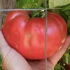 A hand holding a large, ripe red tomato with slight ribbing and imperfections, set against a garden background with green leaves and a wooden post.