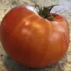 A close-up of a ripe Brandywine tomato with smooth, orange-red skin and a green stem on top.
