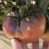 A hand is holding a large, ripe Cherokee Carbon tomato, characterized by its deep reddish-brown color and glossy skin, with green leaves and stem still attached.