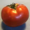 A ripe, glossy red tomato with a green stem, set against a light blue background.