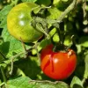 A close-up of a green unripe tomato next to a ripe red tomato on a vine, surrounded by green leaves.