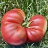A large, ripe tomato with a glossy red surface and irregular shape, sitting on green grass.