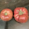 Two ripe tomatoes sit on a smooth dark surface; one is round and slightly flattened, while the larger one is irregular with ridges.