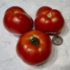 Three ripe red tomatoes on a light textured surface, alongside a quarter for scale.