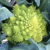 Veg-Cauliflower-Romanesco-MG-Karen-Schaffer