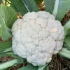 Veg-Cauliflower-Snow-Crown-MG-Susan-Casner-Kay