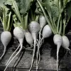 Veg-Turnip-White-Hakurei-MG-Rosalie-Shepherd