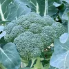 Veg-Broccoli-Belstar-MG-Jim-Lai