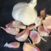 A head of garlic surrounded by several pink and white garlic cloves on a dark background.