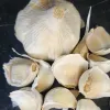 A garlic bulb surrounded by several peeled cloves on a dark surface.