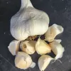 A whole bulb of Inchelium Red garlic with several cloves scattered around it on a dark surface.