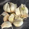 A cluster of garlic cloves on a dark surface, some sprouting with green shoots.
