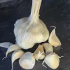 A head of garlic and several cloves are displayed on a dark surface, highlighting their off-white, glossy textures.