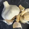 A whole bulb of garlic with several cloves scattered around it, set against a dark surface.