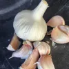 A white garlic bulb with several pinkish garlic cloves on a dark surface.