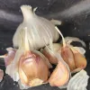 A garlic bulb and cloves on a dark background, showcasing their smooth white and pale golden surfaces with light purple hints.