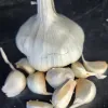 A garlic bulb at the center with several cloves surrounding it on a dark surface.