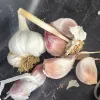 A whole bulb of garlic with surrounding peeled cloves, displaying a mix of white and pale pink skins, on a dark surface.