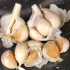 A cluster of pale beige and light purple garlic cloves with loose, papery skins against a dark background.